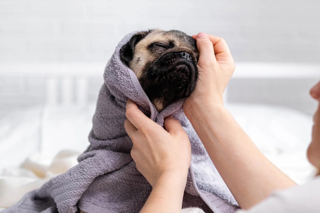 Dog Drying Off Towel 1024x682