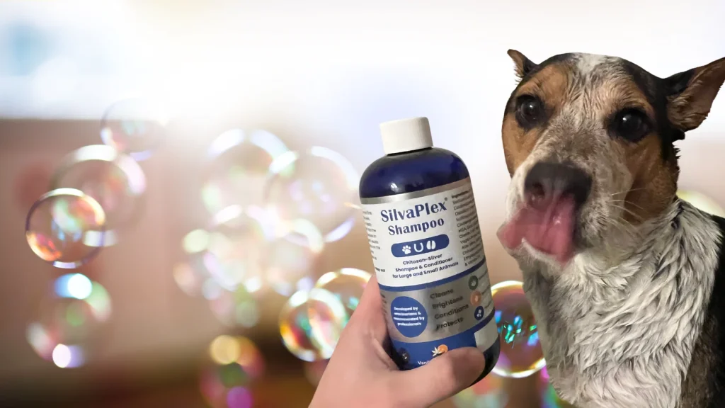 Bunji Dog Silver Shampoo Vanilla Orange.png 1024x576