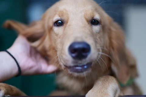 Common Dog Ear Issues Itch