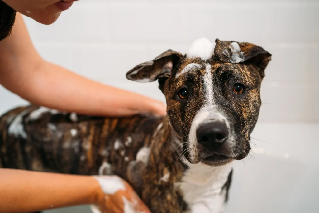 Dog Bath Silver Shampoo.jpg 1024x683