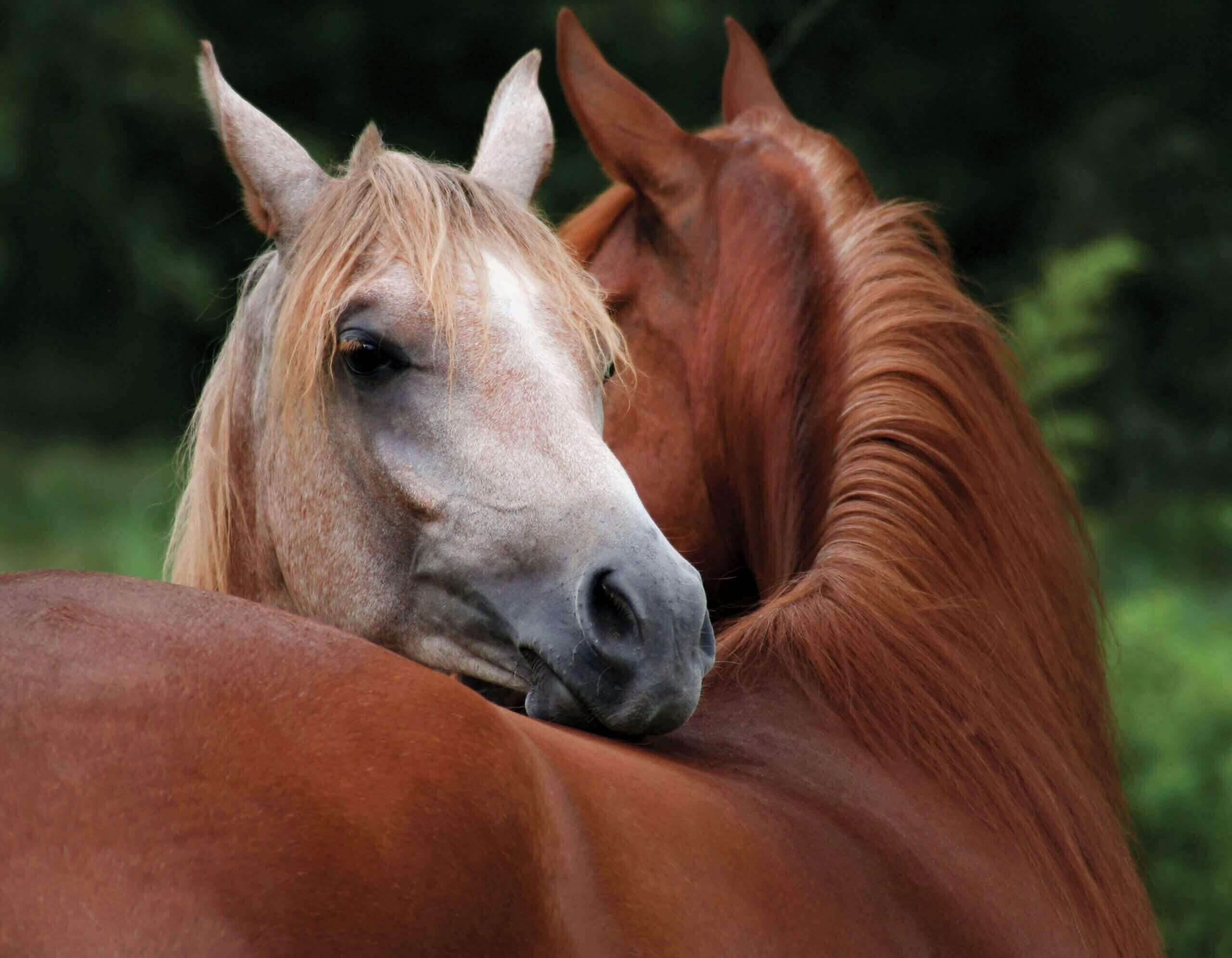 Horse Sensitive Skin Care Horse Skin Care By Season