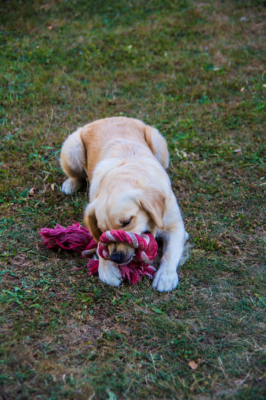 Dog 4 1