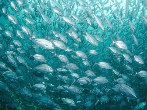 Fish Colloidal Silver Silvaplex 480x480