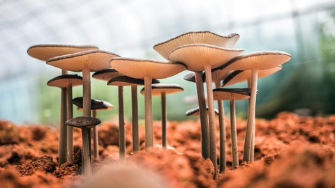 Mushrooms Silvaplex Chitosan Silver 480x480