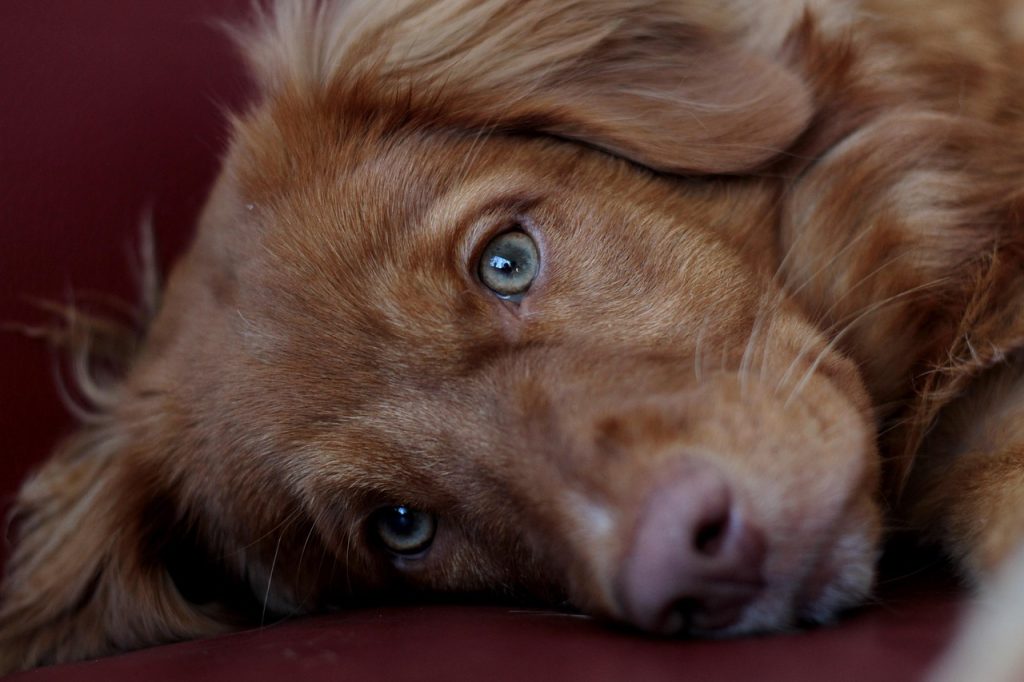 Puppy 1024x682
