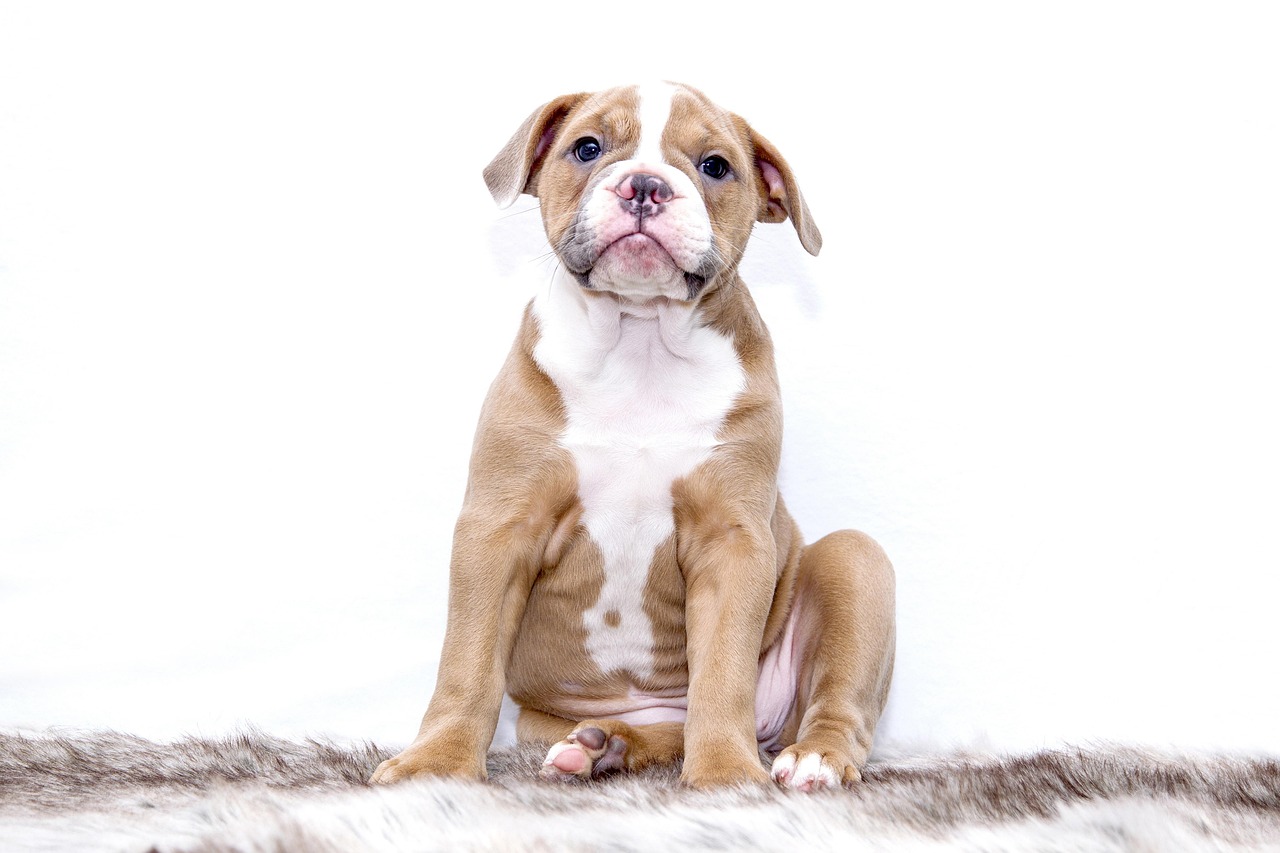 Puppy 2