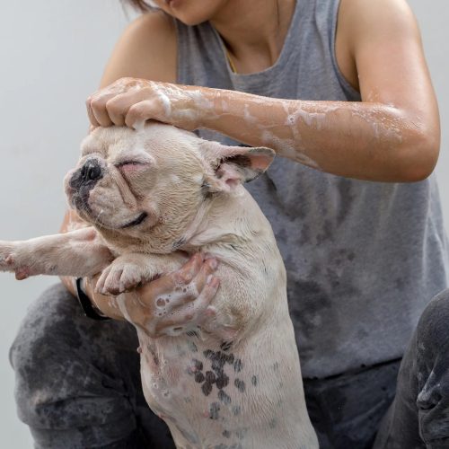 Bulldog_bath_silvaplex_dog_shampoo