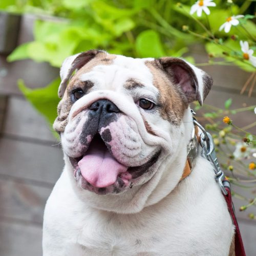Bulldog_wrinkles
